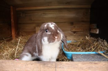 Hoe ziet een gezond en verantwoord konijnenmenu eruit?