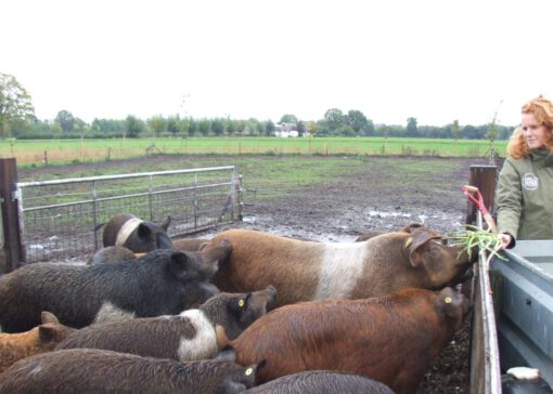 Lokale reststromen: varkens van boerin Inge smullen ervan