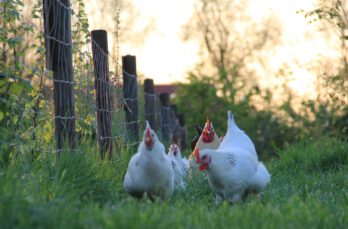 De Sussex kip: de ideale kip voor de beginner