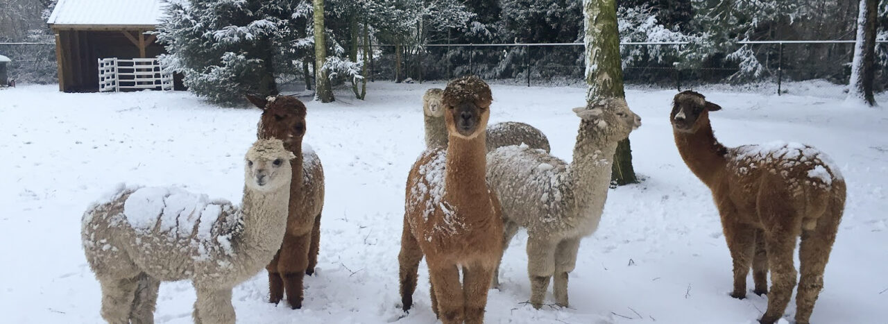 Hoe help je alpaca’s comfortabel de winter door? 