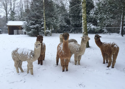 Hoe help je alpaca’s comfortabel de winter door? 