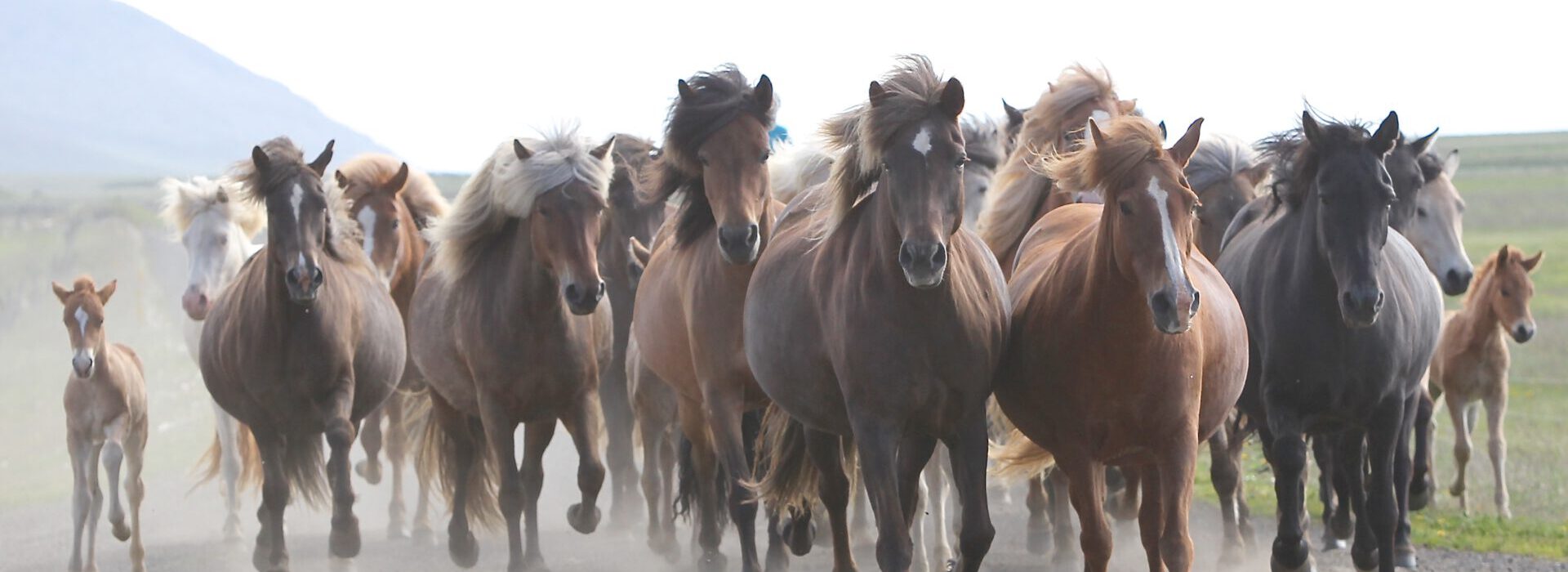 Verslaafd aan IJslandse paarden