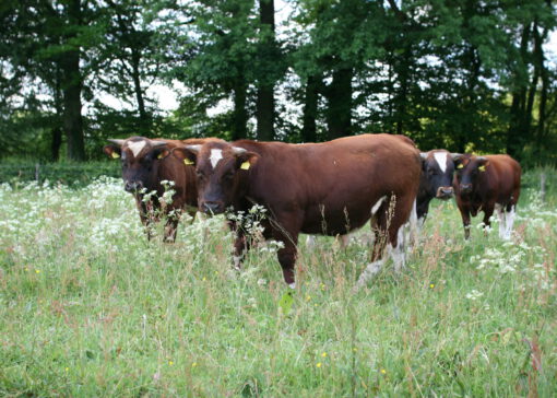 Kruidenrijk grasland heel geschikt voor grazende boerderijdieren